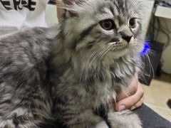 -半岛宠物医院24小时(科华中路店)