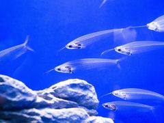 -上海海洋水族馆