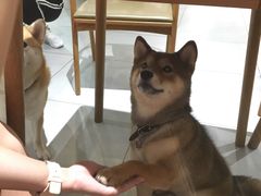 -柴务处·柴犬主题狗咖