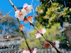 -杭州植物园