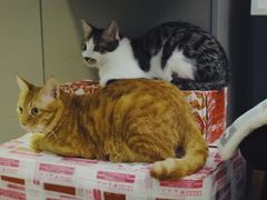 -安安宠医宠物医院·异宠·犬猫内科(岳阳分院)