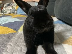 -宠物兔专门店(天丰利市场店)