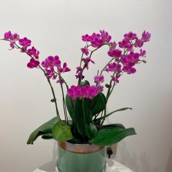 -YESIDO椰岛美容