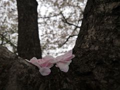 -武汉大学-樱园