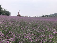 -大塘金香草谷