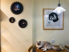 -滚猫咖啡·猫咖·猫友好撸猫(未来城店)