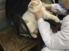-成都民大动物医院