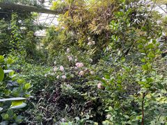 -呀路古热带植物园