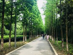 -昆山城市生态森林公园