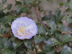 -上海滨江森林公园