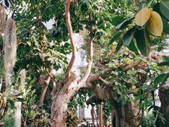 -北京植物园-展览温室