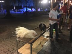 -清迈夜间动物园