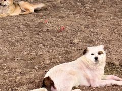 -绿豆饼车轮饼(学林街店)