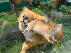 -国家自然博物馆