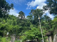 -西双版纳原始森林公园