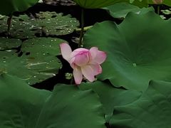 -荔湾湖公园