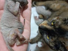 -三五轩(黄石大道店)