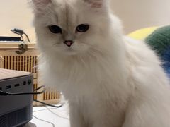 -翊宠yipet猫狗购宠庄园犬舍•猫舍