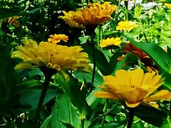 -大兴滨河森林公园