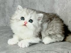 -小猫来了·猫舍(红山六九七九店)
