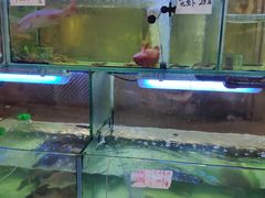 水产区-凤城礼记鱼翅海鲜酒家(新马路总店)