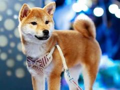 -萌宠之家·腊肠犬·马尔泰·小体犬舍