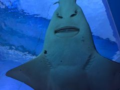 -暹罗海洋世界