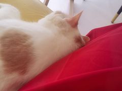 -猫在这儿猫咪咖啡馆·撸猫馆