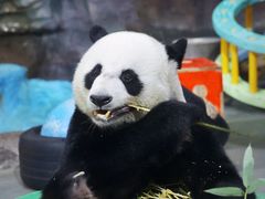 -东莞香市动物园