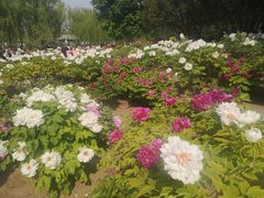 -莲花池公园