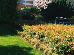-三亚湾红树林度假世界(木棉酒店)