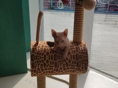 -飞行喵MR PILOT|猫舍·猫咖(静安大融城店)