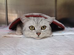-伟伟宠物医院·CT影像中心·瑞派犬猫综合性门诊(汉口总院)