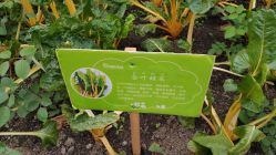 -梦田都市农场(银泰城店)