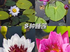 -中国科学院华南植物园