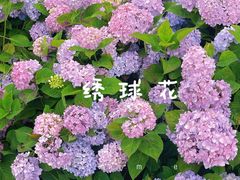 -紫颐香薰山谷景区