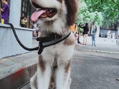 -黄桷坪涂鸦艺术街