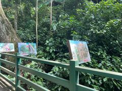 -西双版纳原始森林公园