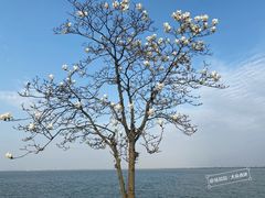 -阳澄湖半岛旅游度假区