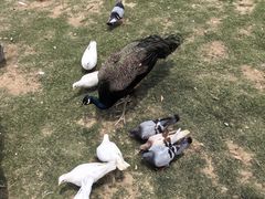 -祥源·阜阳生态乐园