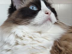 -纳吉亚猫专科动物诊疗中心(蒋宅口分院)