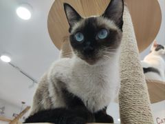 -喵园·猫主题咖啡厅·撸猫·猫咖(国贸店)