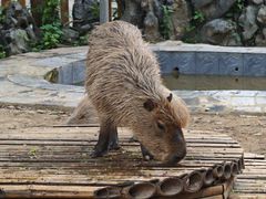 -合肥野生动物园