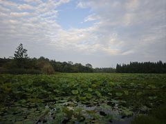 -白鹭湾湿地公园