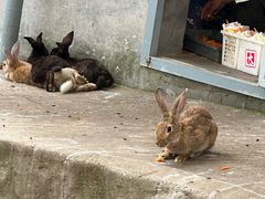 -西霞口神雕山野生动物世界