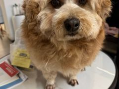 -猫狗日记·自助洗护·宠物寄养·售卖