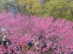 -重庆彩云湖湿地公园