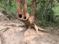 -上海佘山国家森林公园天马山园