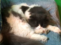 -李小姐の猫咖啡馆(五角场店)