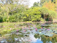 -中国科学院西双版纳热带植物园
